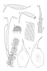 Image: R.C. Wagstaff © Landcare Research 2018 